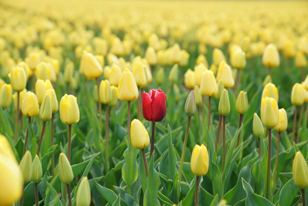 intrinsic motivation - sea of yellow tulips with a red tulip standing out